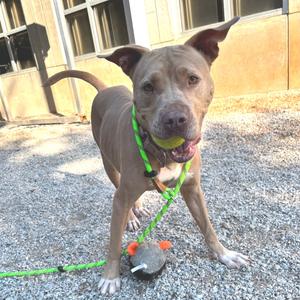 A brown dog with a green leash and toy, standing on gravel.