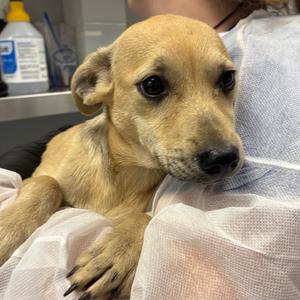 Caramel, Mixed Breed (Medium), available for adoption