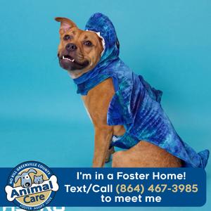 A brown dog wearing a blue shark costume, sitting against a blue background. The text on the image reads "I'm in a Foster Home! Text/Call (864) 467-3985 to meet me" and includes the logo for Animal Care of Greenville County.
