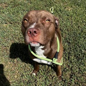 Bullwinkle, Mixed Breed (Medium), adult, available for adoption