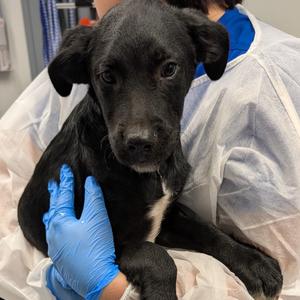 Cucumber, Mixed Breed (Medium), available for adoption