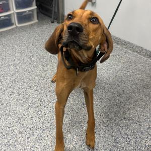 Boone / Copper, Mixed Breed (Medium), adult, available for adoption