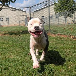Ace, Mixed Breed (Medium), available for adoption
