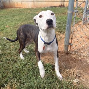 A black and white dog with a blue collar standing on grass near a fence.