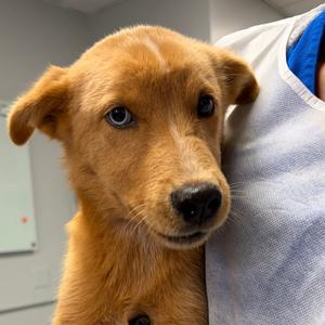 Blair, Mixed Breed (Medium), available for adoption