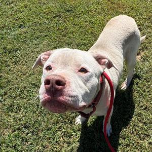 Deacon, Mixed Breed (Medium), available for adoption
