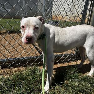 Allara, Mixed Breed (Medium), adult, available for adoption