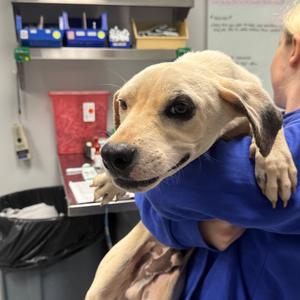 Dan, Mixed Breed (Medium), young, available for adoption