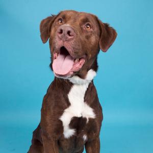 Charlie 🐾, Mixed Breed (Large), available for adoption