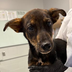 Bram, Mixed Breed (Medium), available for adoption