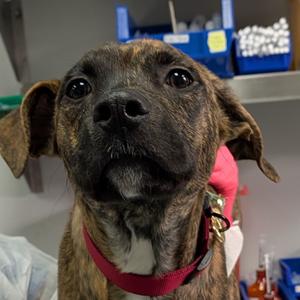 Chip, Mixed Breed (Medium), available for adoption