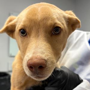 Briar, Mixed Breed (Medium), available for adoption