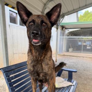 Coca-cola, Mixed Breed (Medium), available for adoption