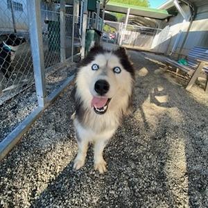 A husky dog with blue eyes and a black and white coat is sitting on a gravel surface, looking up with its mouth open in a happy expression. The background shows a fenced area with some structures and greenery.