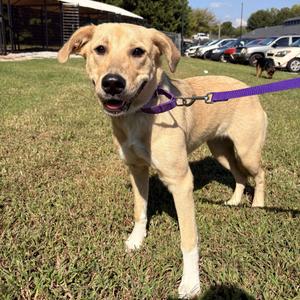 Charmy, Mixed Breed (Medium), adult, available for adoption