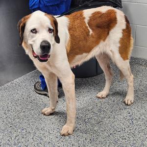 Caria, Mixed Breed (Large), available for adoption