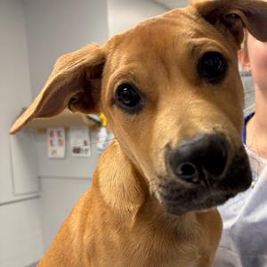 cilantro, Mixed Breed (Small), young, available for adoption