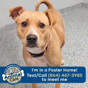 Angel, Mixed Breed (Medium), adult, available for adoption