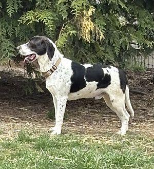 Hubert, English Coonhound (Redtick Coonhound), adult, available for adoption