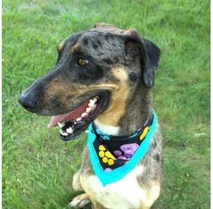 Rocky II, Great Dane, adult, available for adoption