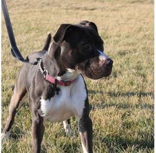 Zoey, American Pit Bull Terrier, adult, available for adoption