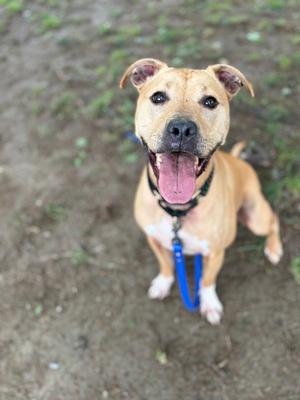A happy brown dog with a blue collar and leash, standing on a dirt path and looking up with its tongue out.