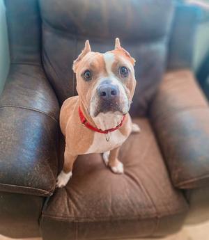 A tan and white pitbull dog with perky ears sits on a brown leather recliner wearing a red collar.