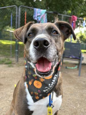 AC - Sharon, Labrador Retriever / Border Collie, adult, available for adoption