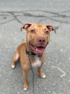 A tan pit bull dog with a white chest and a colorful collar is looking up at the camera with its tongue hanging out and a happy expression.