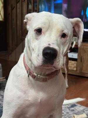 BJ (fka Luna), American Staffordshire Terrier, young, available for adoption