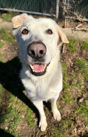 AC - Cantaloupe, Labrador Retriever, adult, available for adoption