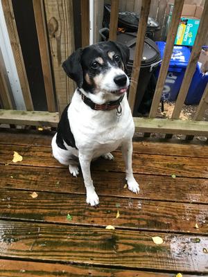 Bette aka Rabbit, Hound (Unknown Type), adult, available for adoption