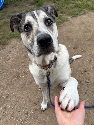 A close-up of a dog with a white and gray coat, standing on a dirt path, looking up at the camera with its paw raised, held by a person's hand.