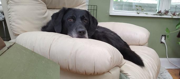Blake, Labrador Retriever / Chow Chow, adult, available for adoption