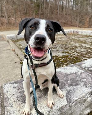 AC - Gumbo aka Gumby, Border Collie / Labrador Retriever, young, available for adoption