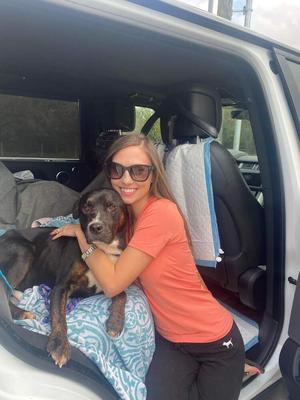 Bowser, Rottweiler, senior, available for adoption