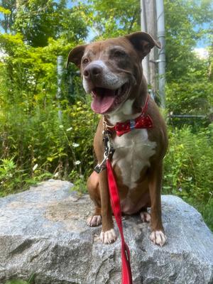 AC - Penny, Pit Bull Terrier, adult, available for adoption