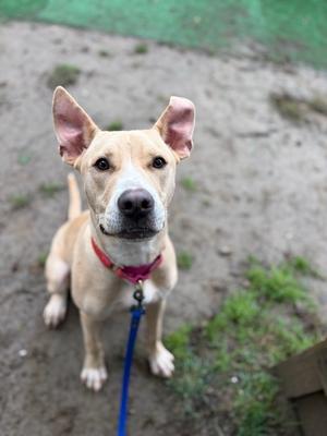A light-colored dog with perked ears and a pink collar, sitting on a dirt ground with a blue leash attached.