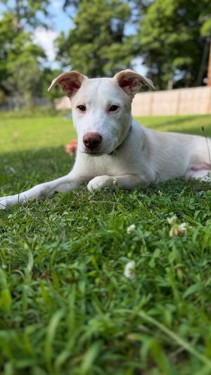 Artax (A Pups), Labrador Retriever / Basenji, puppy, available for adoption