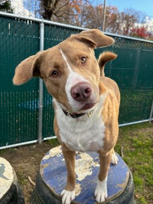AC - Sarge, Catahoula Leopard Dog / Australian Shepherd, adult, available for adoption