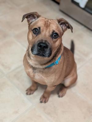 AC - Ajax, Labrador Retriever / American Staffordshire Terrier, adult, available for adoption