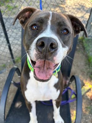 AC - Ripple, American Pit Bull Terrier, young, available for adoption