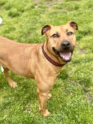 Barnum, American Staffordshire Terrier / Rhodesian Ridgeback, young, available for adoption