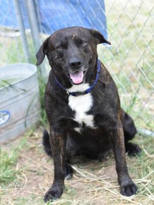 Alfie (Trinity), Labrador Retriever / Plott Hound, young, available for adoption