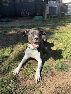 AC - Donny, Labrador Retriever / English Pointer, young, available for adoption