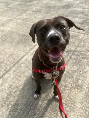 AC - Kai, American Pit Bull Terrier / American Staffordshire Terrier, young, available for adoption