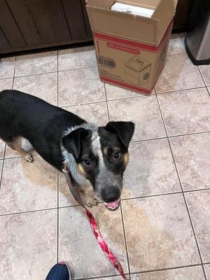 Boots (Brianna's Litter), Shepherd (Unknown Type) / Blue Heeler, adult, available for adoption