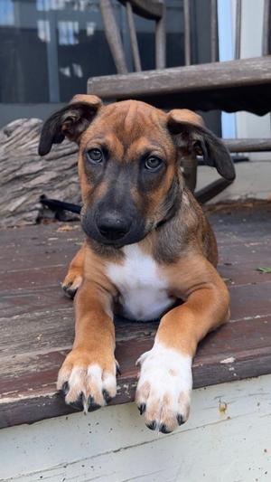 Bergamot (TN B Litter), Labrador Retriever, puppy, available for adoption