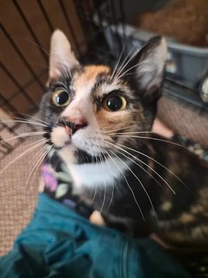 Nelly, kitten, available for adoption