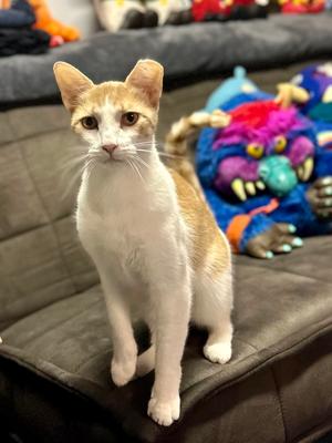 Tyson, young, available for adoption